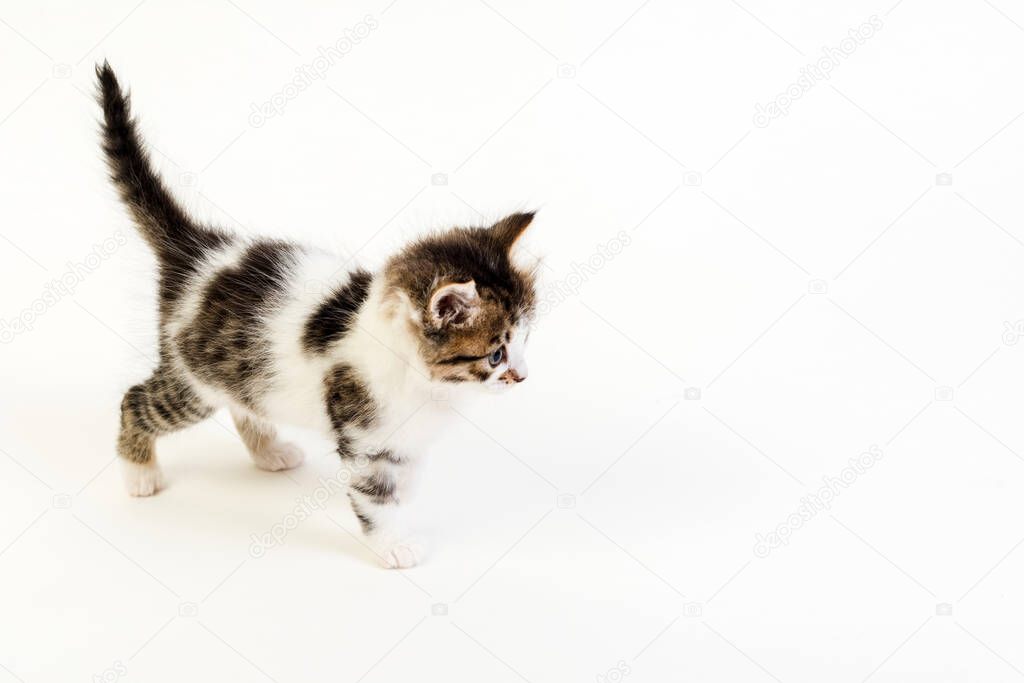 Kitten one month old on a white background. High quality photo