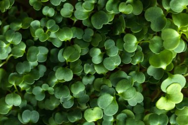 Çimenlenmiş mikroyeşillikler, yakın plan. Antioksidan. Bitki Arkaplanı