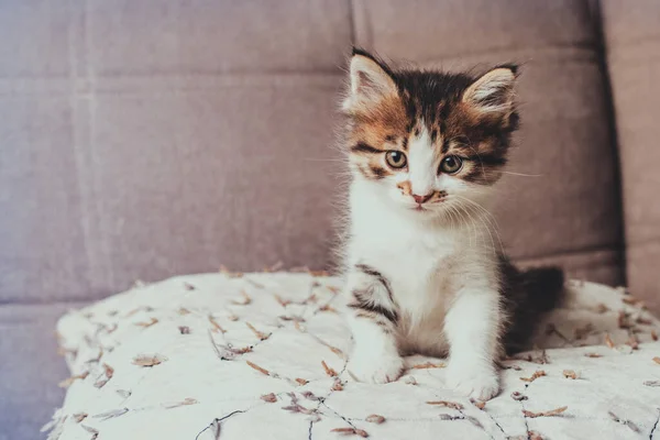 Pequeño, lindo, gatito esponjoso se sienta en el sofá — Foto de Stock