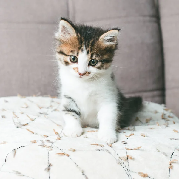 Küçük, sevimli, tüylü kedi yavrusu kanepede oturur. — Stok fotoğraf