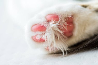 Şirin kedi pençesi. Yaklaş.