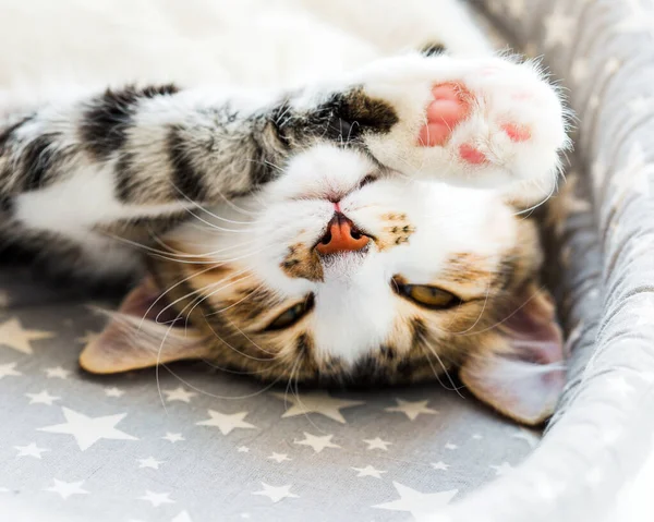 Gato Jovem Bonito Senta Sofá Animal Estimação Close — Fotografia de Stock