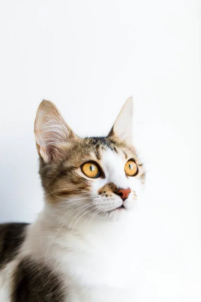 Cute Young Cat White Background — Stock Photo, Image