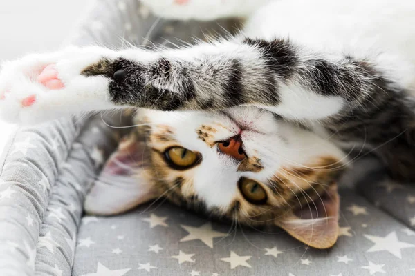 Gato Jovem Bonito Senta Sofá Animal Estimação Close — Fotografia de Stock
