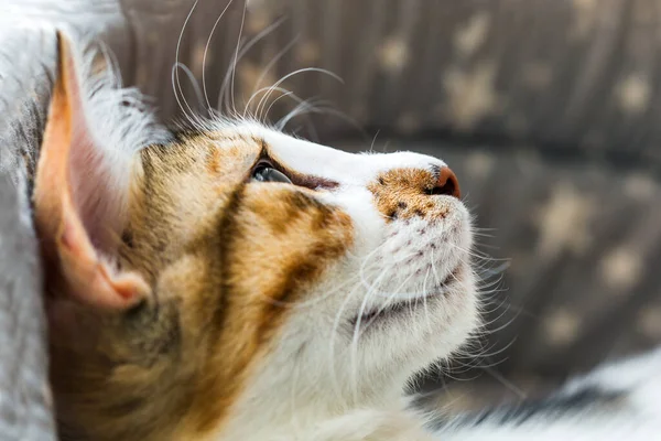 Moncong Kucing Dalam Profil Close Stok Foto