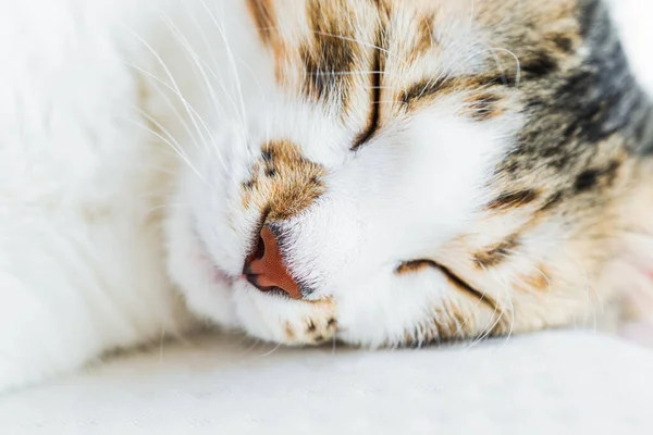 Kucing Tidur Yang Lucu Moncong Close Stok Lukisan  