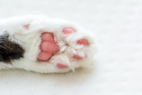 Χαριτωμένο Πόδι Γάτας Από Κοντά Εικόνα Αρχείου