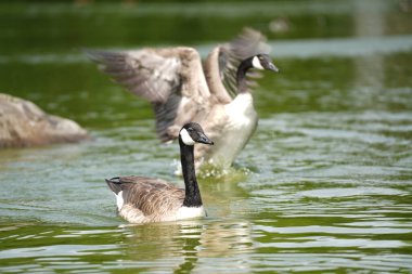 Kanada Kaz Yaban Hayatı Gölette
