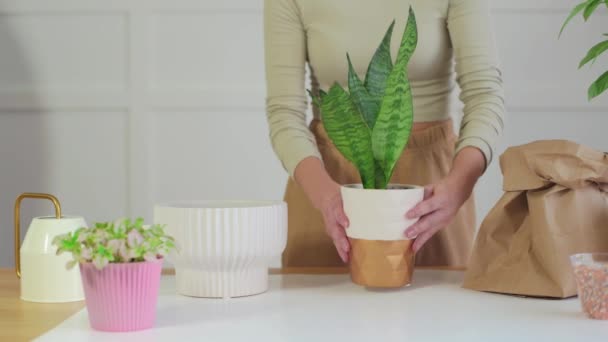 Mulher Cuida Mostra Planta Potenciômetro Transplantes Jardineiro Vaso Plantas — Vídeo de Stock