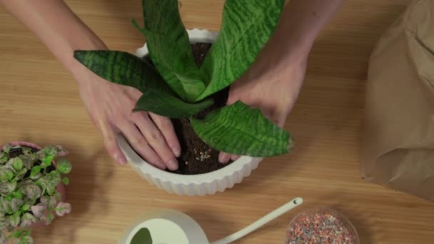 Woman Takes Care Showing Plant Pot Gardener Transplants Flowerpot — Stock Video