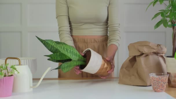 Woman Takes Care Showing Plant Pot Gardener Transplants Flowerpot — Stock Video