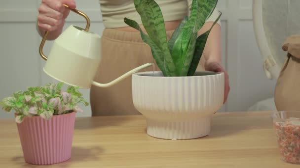 Vrouw Zorgt Voor Vertoning Van Plant Pot Tuinman Transplanteert Bloempot — Stockvideo