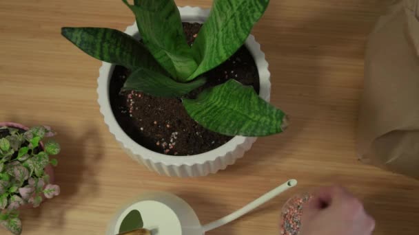 Vrouw Zorgt Voor Vertoning Van Plant Pot Tuinman Transplanteert Bloempot — Stockvideo