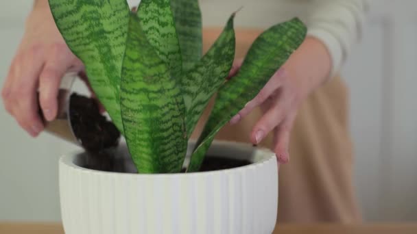女人把植物放在罐子里照料和展示 园艺师移植花盆 — 图库视频影像