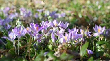 Ormanda mavi rengin ilk bahar çiçekleri
