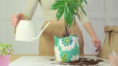 Ormanda mavi rengin ilk bahar çiçekleri