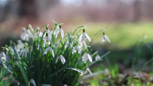 Első Tavaszi Virágok Kék Színű Erdőben — Stock videók