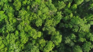 Aerial video of beautiful foliate forest and green trees captured by a drone camera top view