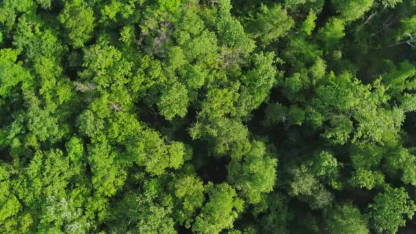 Aerial Video Beautiful Foliate Forest Green Trees Captured Drone Camera — Vídeo de Stock
