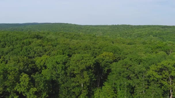 Повітряне Відео Красивого Листяного Лісу Зелених Дерев Захоплених Видом Зверху — стокове відео