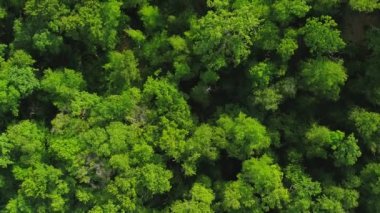 Aerial video of beautiful foliate forest and green trees captured by a drone camera top view