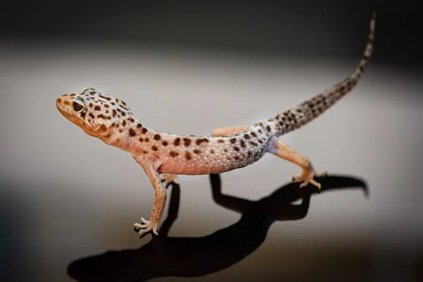 Widok Boku Leopard Gecko — Zdjęcie stockowe