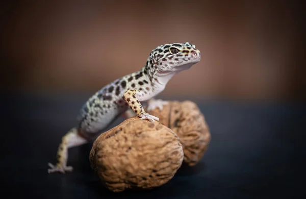 Side view of Leopard Gecko stepped over walnuts.