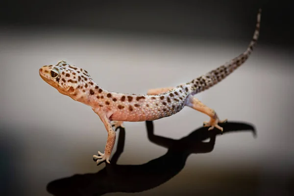 Tampilan Samping Gecko Leopard Stok Lukisan  