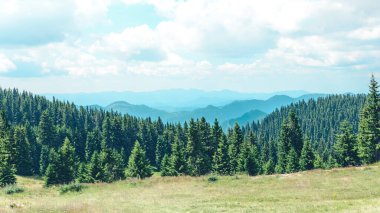 Dağ manzaralı çam ormanlı tepeler.