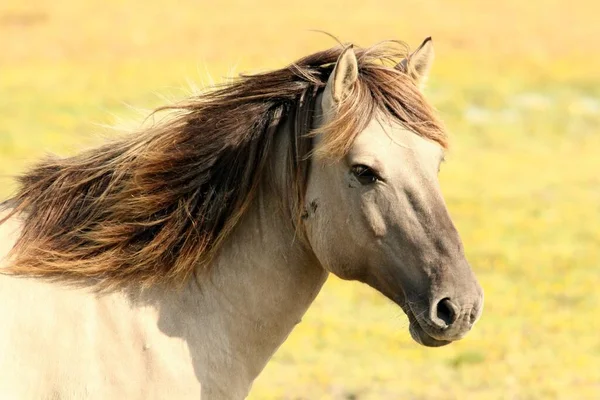 Natuur Gras Schattig Mos — Stockfoto