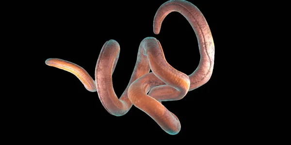 Solo Nematodo Retorcido Sobre Fondo Negro Ilustración — Foto de Stock