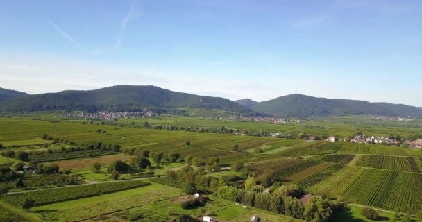 Vinodlingslandskap Och Vinstockar Södra Rheinland Pfalz Östra Kanten Pfalz Skog — Stockvideo
