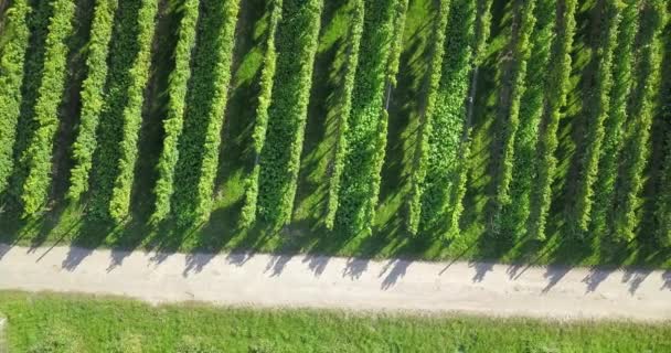 Vedere Sus Podgorie Viță Vie Din Sudul Renaniei Palatinat Marginea — Videoclip de stoc