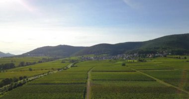 Güney Rhineland 'deki üzüm bağları ve sarmaşıklar Derebeyi Ormanı' nın doğu kıyısında.