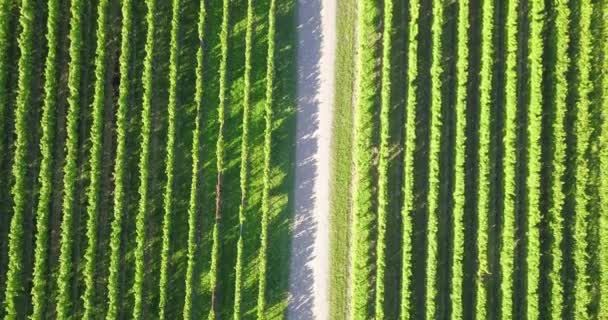 Ovanifrån Vingård Och Vinstockar Södra Rheinland Pfalz Östra Kanten Pfalz — Stockvideo