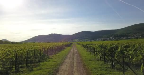 Güney Rhineland Palatinate Daki Sarmaşık Stokları Arasındaki Toprak Yolda Uçmak — Stok video