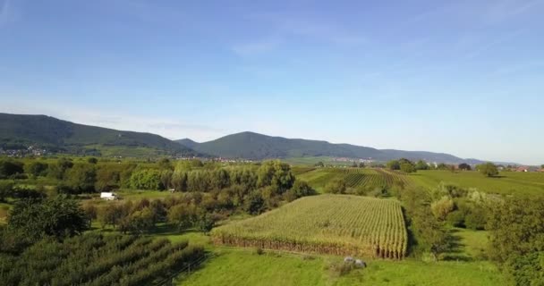 Weinberglandschaft Und Reben Südlichen Rheinland Pfalz Östlichen Rand Des Pfälzerwaldes — Stockvideo