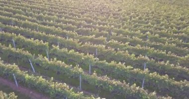 Güney Rhineland 'da bir üzüm bağının ve sarmaşıkların manzarası Palatinate Ormanı' nın doğu kıyısında.