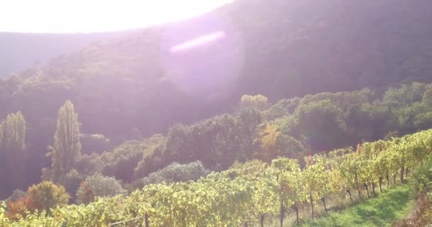 Vinodlingslandskap Och Vinstockar Södra Rheinland Pfalz Tyskland Vid Pfalz Skog — Stockvideo