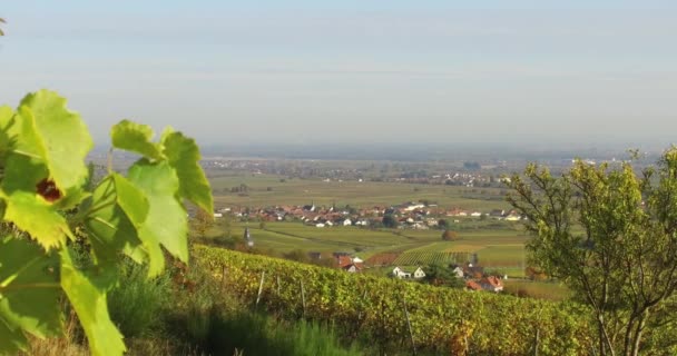 Weinberglandschaft Und Reben Südlichen Rheinland Pfalz Pfälzerwald Herbst — Stockvideo