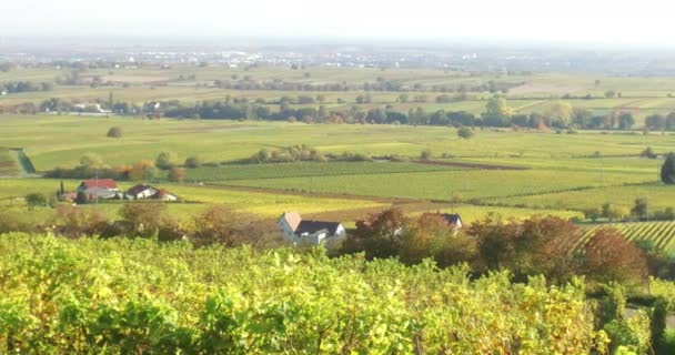 Vinodlingslandskap Och Vinstockar Södra Rheinland Pfalz Tyskland Vid Pfalz Skog — Stockvideo