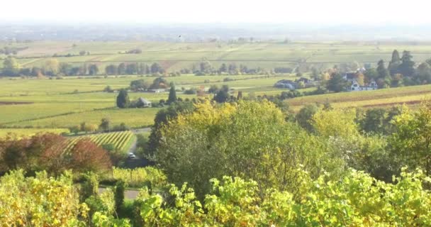 Güney Rhineland Deki Üzüm Bağları Sarmaşıklar Sonbaharda Almanya Palatinate Ormanı — Stok video