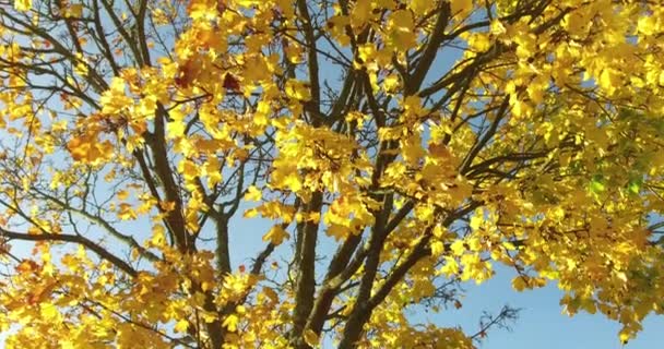 ドイツ ラインラント プファルツ州の秋の風に舞うカエデの木の黄金の葉 — ストック動画