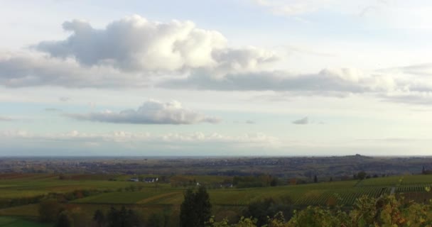 Vineyard Landscape Vines Southern Rhineland Palatinate Germany Palatinate Forest Autumn — Stock Video