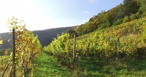 南ラインラントのブドウ畑の風景とブドウ園秋のPalatate ForestでドイツのPalatate — ストック動画