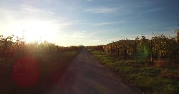 德国南部莱茵兰的葡萄园景观和藤蔓秋天在帕拉丁林 — 图库视频影像
