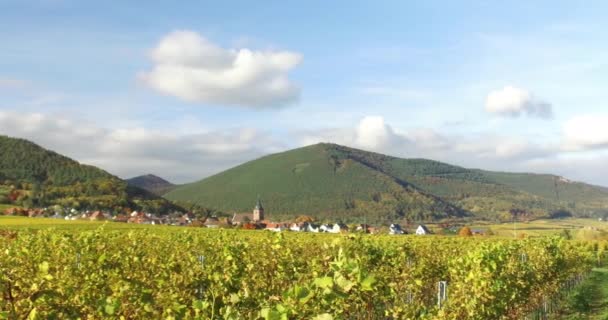 德国南部莱茵兰的葡萄园景观和藤蔓秋天在帕拉丁林 — 图库视频影像