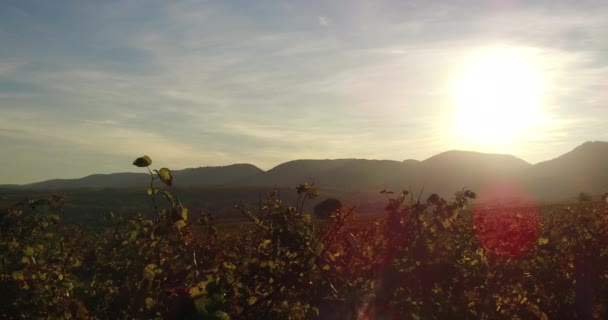 Weinberglandschaft Und Reben Südlichen Rheinland Pfalz Pfälzerwald Herbst — Stockvideo