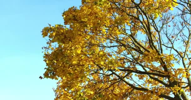 Gouden Bladeren Van Een Esdoorn Wind Herfst Rijnland Palts Duitsland — Stockvideo