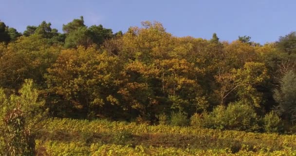 Krajobraz Winnic Winorośli Południowym Nadrenii Palatynacie Niemczech Lesie Palatyńskim Jesienią — Wideo stockowe